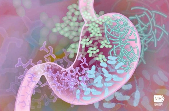 How Our Genes Influence Our Gut Health