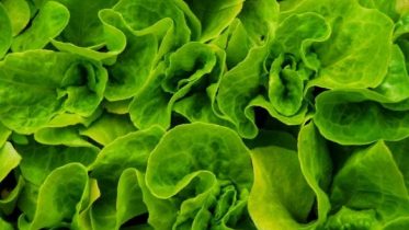Chemical Found In Leafy Greens Shown To Slow Growth Of Covid-19 And Common Cold Viruses