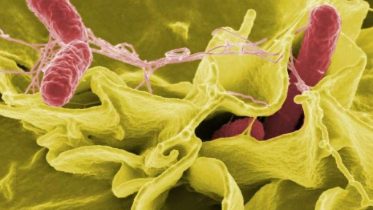 Salmonella, A Leading Cause Of Foodborne Outbreaks