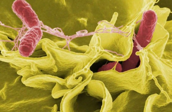 Salmonella, A Leading Cause Of Foodborne Outbreaks