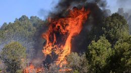 forest-service-says-it-started-all-of-new-mexico’s-largest-wildfire