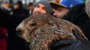 Groundhog Punxsutawney Phil Predicts Six More Weeks Of Winter On This Year’s Groundhog Day