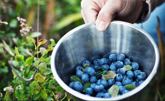 Blueberry Extract May Aid Wound Healing